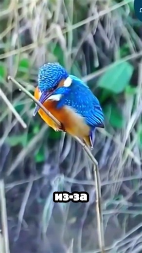 Король рыбалки в ловушке: Самый нелепый фейл зимородка 🐦🌲