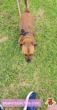 This Dog didn't listen to her Recall, Why & What did I do to fix it? #dogbehavior #dogtraining #dogs