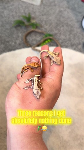 Crested geckos from New Caledonia #reptiles #gecko #crestedgecko #lizard