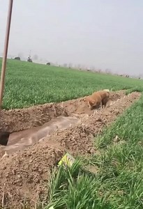 203K views · 3.4K reactions | Happy Dog Helper  | Pets Farm | Facebook