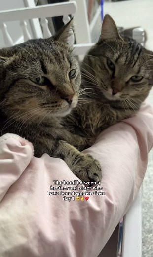 The R family is truly special! ❤️ Watching all four of them share such a deep bond is incredibly heartwarming. This sweet moment between Roberto and Rylee, cuddling and loving on each other, is just one example of the love they have for one another. One of the most rewarding parts of rescue work is seeing the beautiful connections cats form—it’s a reminder of how much love they have to give! ❤️ #CatRescue #RFamily #LCCR #YQL #Bond #Tabby #Fyp #SpayandNeuter