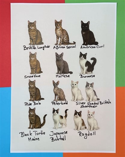 22K views · 39 reactions | Different Cat Breeds | Genius Club | Facebook