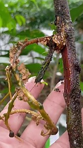 HOW TO MARCOT LANSONES USING WATER WHAT IS MARCOTING Marcotting or air layering is a process of inducing roots to a branch while it's still attached to a mother plant using a several types of media like inert soil, coconut husk, peat moss or just a pure water for propagation. | PINOY GRAFTER