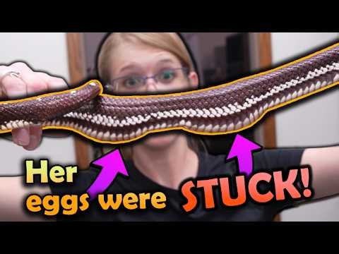 Saving our Eggbound California Kingsnake!