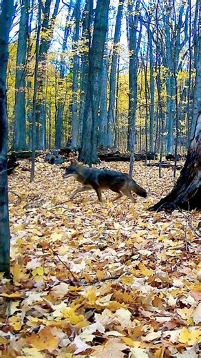 Coyote Trotting