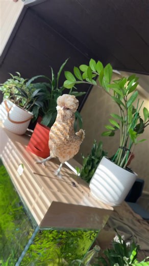 Dori dancing #dori #fyp #dorichicken #viralvideo #chicken | chickens