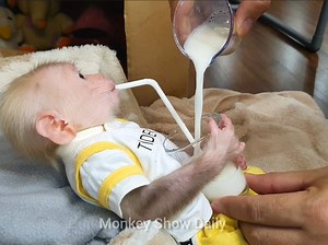 111K views · 6.2K reactions | After joined meal a lot BiBi monkey continues with more milk | Monkey Show Daily | Facebook