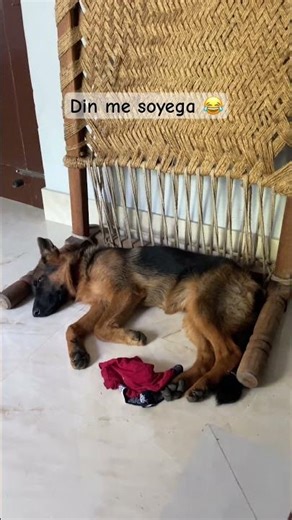 Lazy German Shepherd Sleeping All Day 😂🐶 #germanshepherd #funny #dogshorts #dog #gsd #shorts #pets