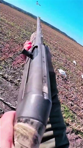 Perfect field setup, perfect shots #snowgoosehunting #goosehunting #hunting