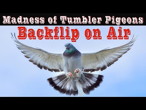 Amazing Gymnast Tumbler Pigeons Backflips & Spin Performance In Flight