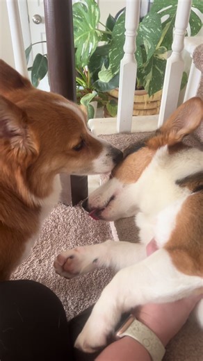 Adopta un hermano para tu corgi hoy