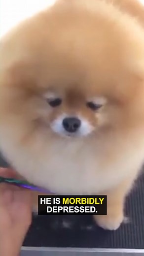 398K views · 7.9K reactions | Cotton mouth sucks.  | Ozzy Man Reviews | Facebook