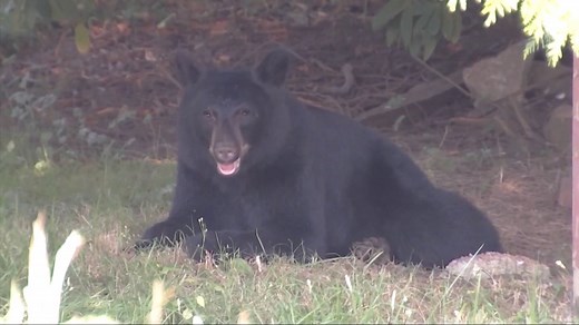 Idaho hunters now need to pass bear identification test - Local News 8