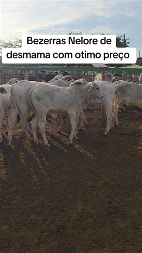 Essas e boa de verdade