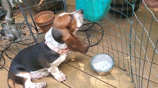 Ice crunching fun video | Joe Spataro