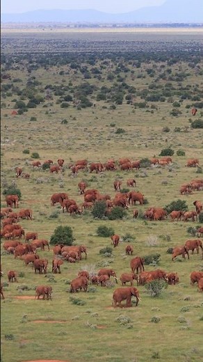 Giant Elephant Herds of Tsavo | Sheldrick Wildlife Trust