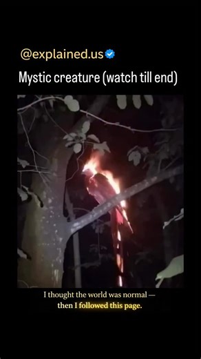 Explaining World on Instagram: "This is what the phoenix would look like in real life. But where did this legendary bird come from? The story of the phoenix dates back thousands of years. Its earliest roots come from ancient Egypt, where a sacred bird called Bennu was associated with the Sun, creation, and rebirth. Later, Greek mythology transformed this image into the phoenix – a magnificent bird that lives for centuries, burns in its own fire, and rises again from the ashes. Across cultures, t