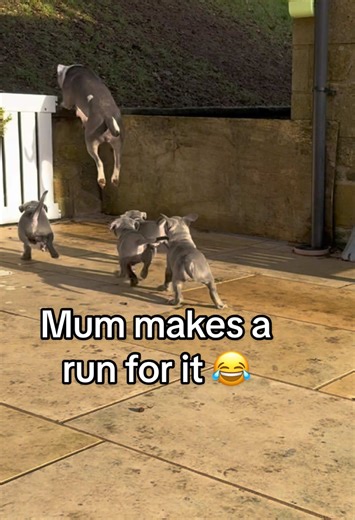 Blue Staffy Puppies & Mum's Food Dash