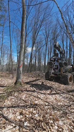 8.4K views · 147 reactions | Tree Cutting in Action ...