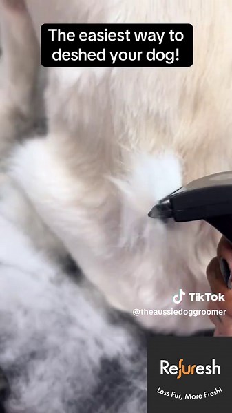 Golden Retriever deshed ✨ #goldenretriever #retriever #dog #doggrooming #doggroomer #deshed #deshedding #refuresh @Refuresh #foryou