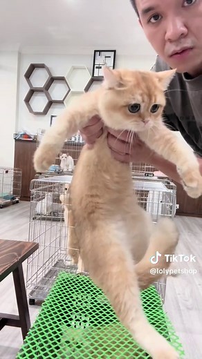 Mèo Golden Tai Cụp Vô Cùng Dễ Thương