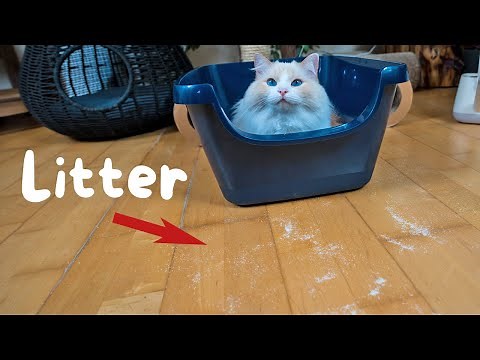 How to Stop Cat Litter Tracking (5 Tips) | The Cat Butler