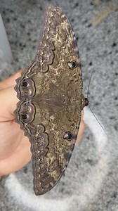 122K views · 14K reactions | BLACK WITCH MOTH / Ascalapha odorata | Moth of the day | Facebook