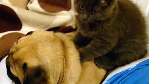 Pug Happily Snores As A Cat Gives Him A Back Massage