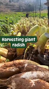 Harvesting giant radish #harvesting #radish #harvester #vegetables #resources | Shirley Chavez Mendoza