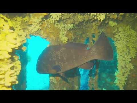 Plongée aux Îles d'Hyères