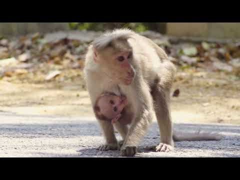 HOW MONKEY DYNASTIES ARE BUILT, INHERITED, AND BROKEN