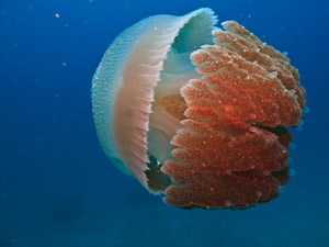 "Death can come within five minutes": Discover the 10 deadliest, most venomous, jellyfish on the planet | Discover Wildlife