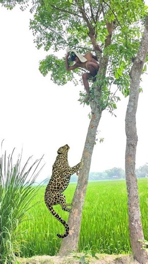 A Close Encounter with a Leopard 🐆 Man Climbs Tree to Stay Safe 😲 #vfx #leopard #wildlife #shorts