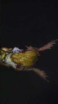 🐸#biologia #cienciasbiologicas #animais #sapos #biodiversidade #natureza