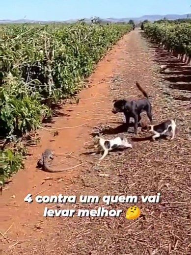 Bicho Valente da Peste: Risadas e Memes Engraçados