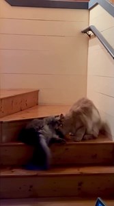 Vacation Playin | Fisher The Maine Coon