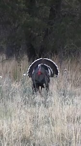 Spring turkey hunting is right around the corner. Consider this a 101 for some or a refresher for a seasoned veteran, read about proven turkey hunting tactics and the gear that goes along with it. Tap the link below to learn more. https://bit.ly/3G9irxc #KUIU #KUIUNation | KUIU
