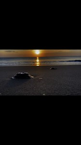 77K views · 1.3K reactions | OBX Sunrise 7/18/25 Jellyfish and sea lice are abundant here on the outer banks this week | OBX Sunrise | Facebook