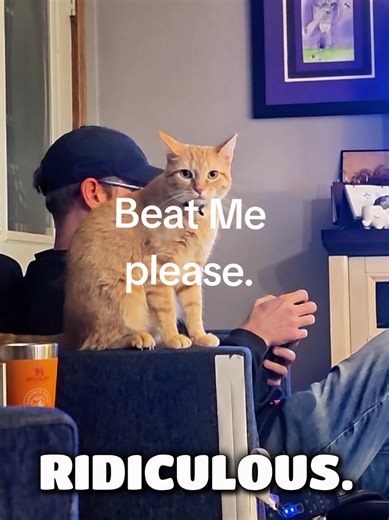 Playful Cat Enjoys Butt Slaps and Friendship