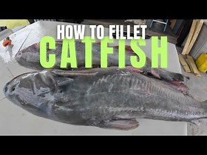 HOW TO FILLET A CATFISH