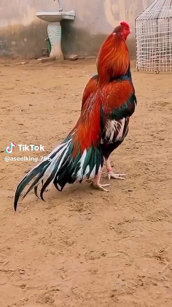 Aseel Murga Fighting Video Compilation