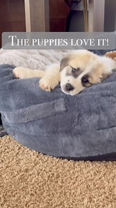 https://urlgeni.us/amzn/Z04fi click for the human size dog bed | Fancy Fix Decor