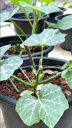 #Houseplants #2026 #725 Pumpkin | Cucurbita pepo | Cucurbitaceae | Cucurbits | Winter Squash | Kaddu