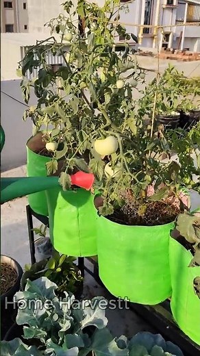 Kitchen Waste to HUGE Tomato Harvest 🍅 Liquid Fertilizer Magic! #shorts #tomato