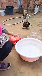 4.8K views · 57 reactions | Smart monkey baby lover ❤️ ASMR 181 #facebookviral#facebookpost#model#fbreelsfypシ゚viralfbreelsfypシ゚viral | Monkey Nita | Facebook