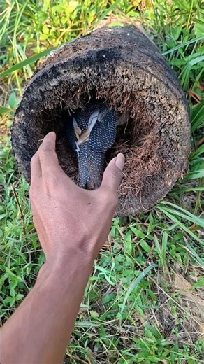 ada ayam hutan lagi ngumpet #trending #amazing #shotsvideo #viral #nature