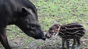 Today is World Tapir Day and we'd like to share a few of our favourite Tapir photos with you. You'll also see how much Lolita has grown since her birth at the Park in 2014. Baby Tapirs differ greatly in appearance from the adults. The reason for this is survival. For the first few weeks of their lives, the mother will make sure the vulnerable calf is hidden in thick foliage in the forest while she leaves to browse. Their coats are covered with stripes and spots which mimicks the speckled sunligh