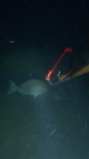 night spearfishing solo dive two giant cuttle fish #swasinexplorer #spearfishing #nightspearfishing