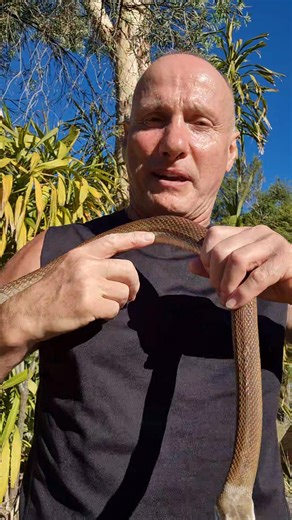 New to science .... single subcaudals in a Taipan. | Snakebusters Australian Snakeman