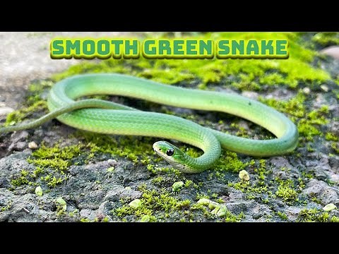 Smooth green snakes, Fox snakes, Garter snakes, grass prairies, bikes and more!
